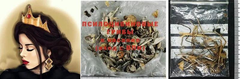 Псилоцибиновые грибы Psilocybe  Камбарка 